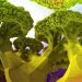 Brokoli: Uzaylı Yaşamın Olduğunun En Büyük Delili…